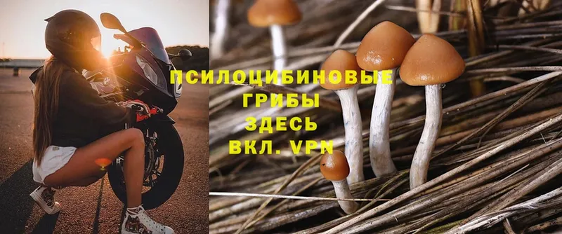 Галлюциногенные грибы Psilocybine cubensis  Нефтекамск 